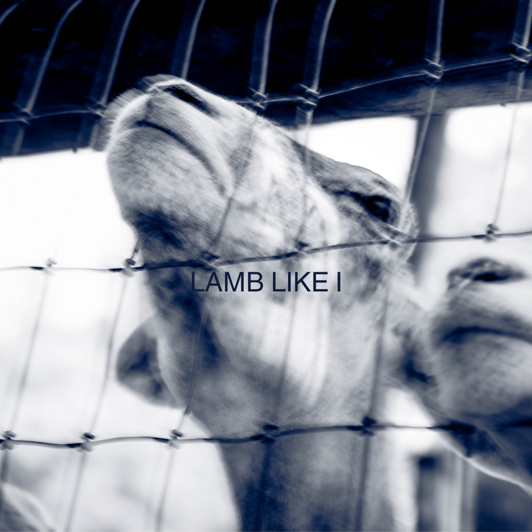 LAMB LIKE I COLLECTION