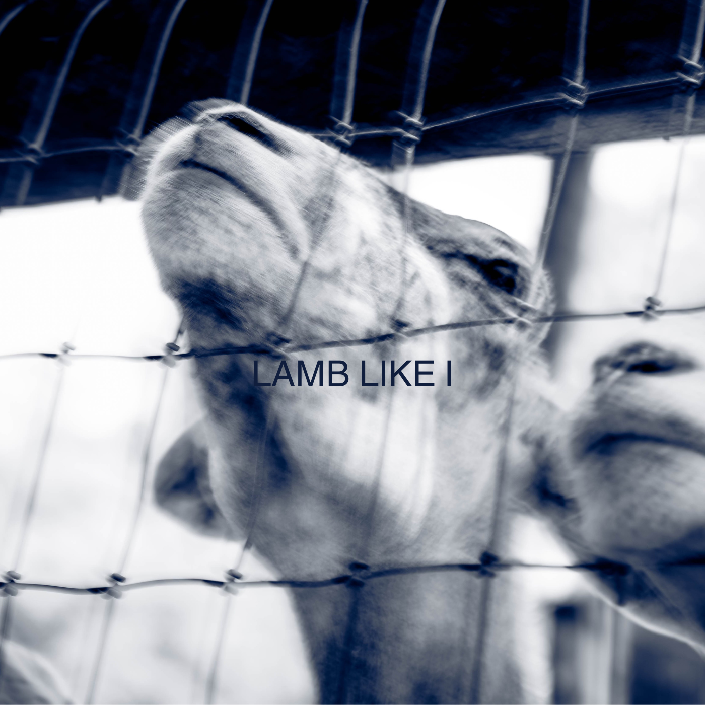 LAMB LIKE I COLLECTION
